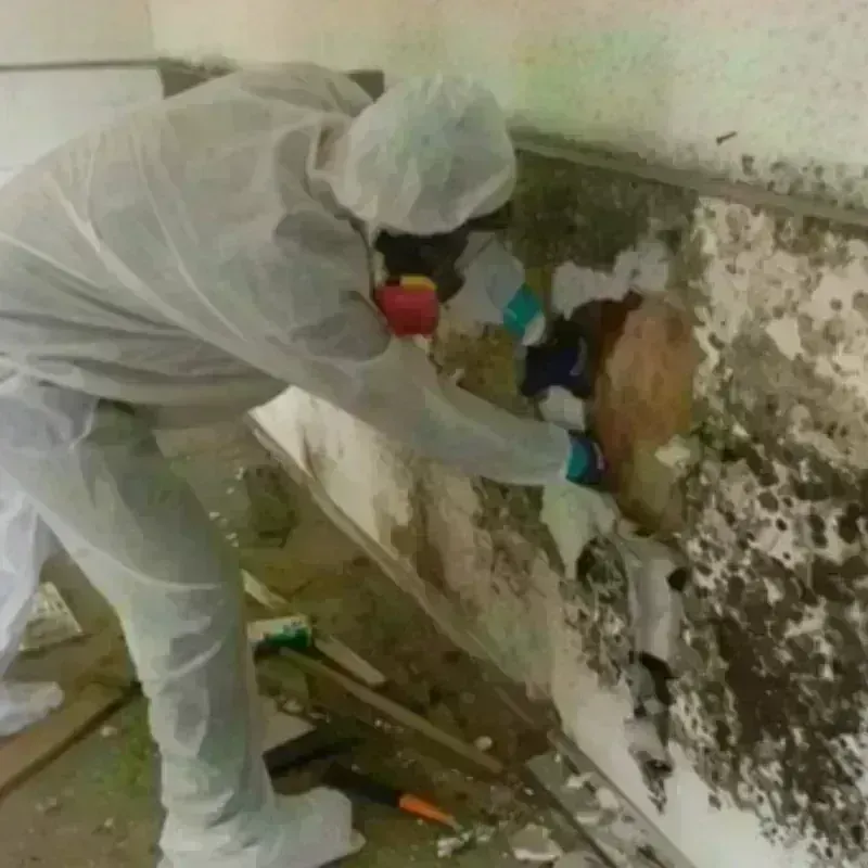 Mold Remediation and Removal in Miami, TX